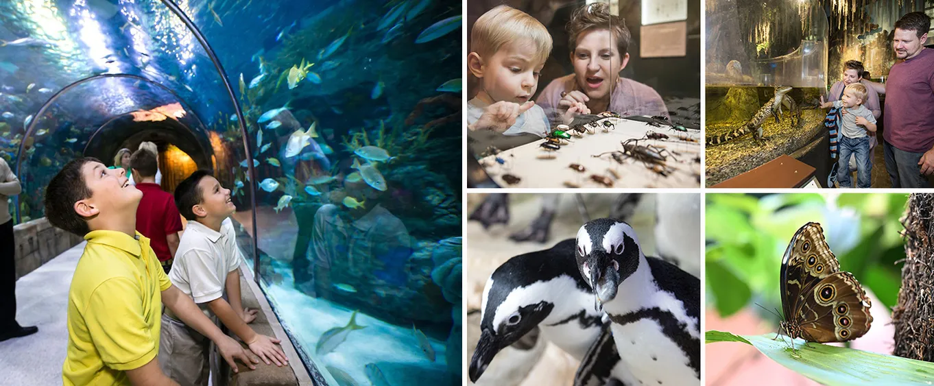 Audubon Aquarium & Insectarium: Combo Entry Ticket