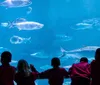 Children are excitedly observing fish in a large aquarium tunnel with a smaller inset image of a parent and child looking at insects