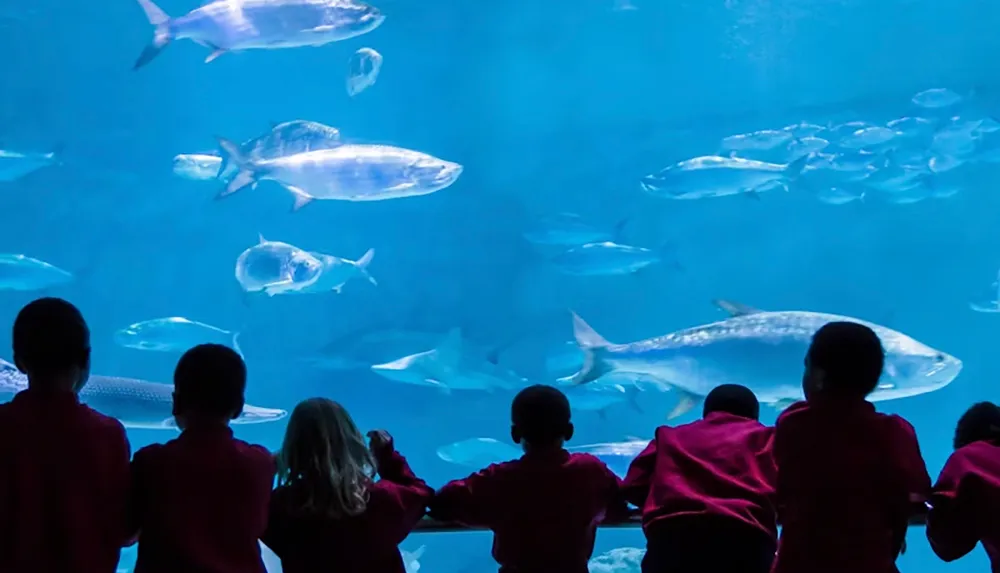 Children are silhouetted against a large aquarium tank filled with various fish