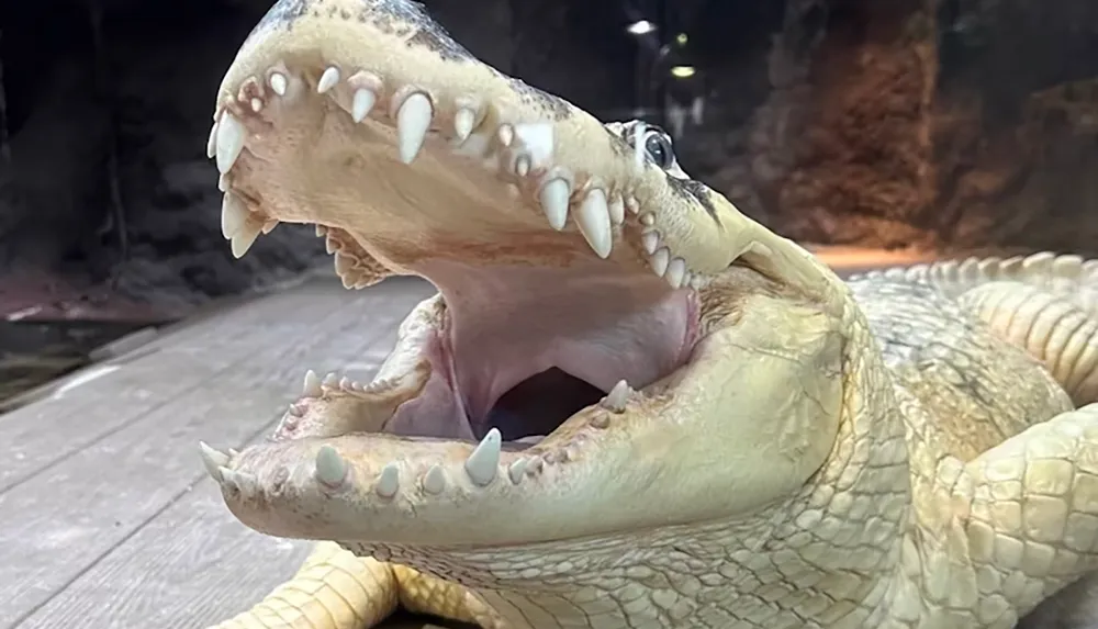 A crocodile with an open mouth is lying on a wooden surface displaying its sharp teeth