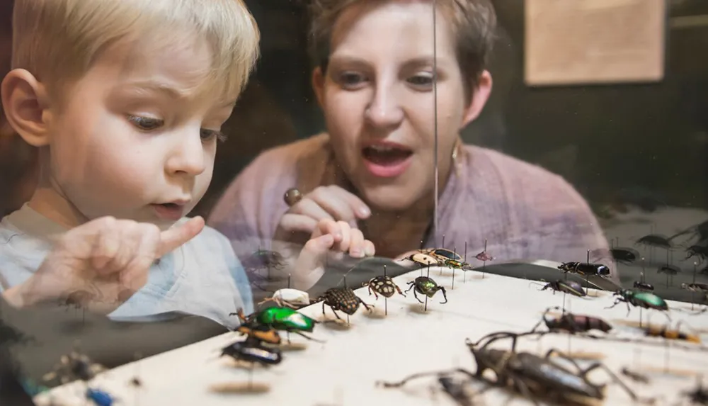 A young boy and a woman are intently observing a display of various beetles behind glass