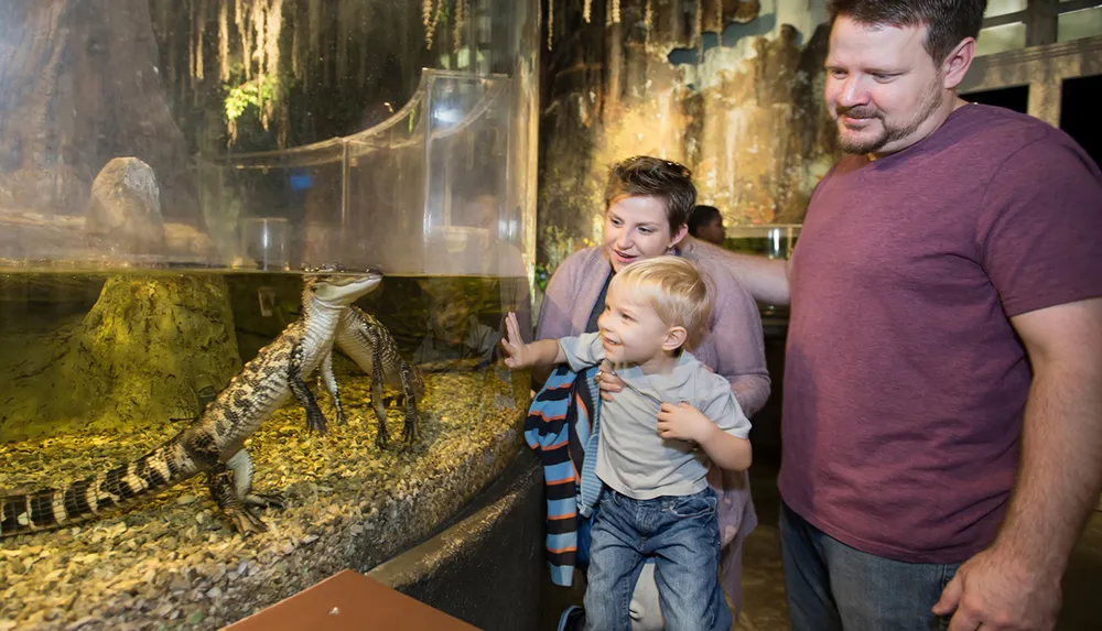 A family is enjoying their visit to an aquarium observing a small alligator through the glass