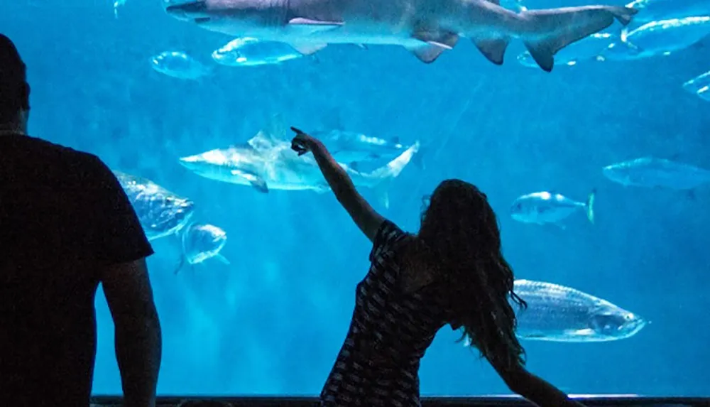 A person is pointing at a shark swimming in a large aquarium with various fish