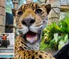 A close-up of a leopard with its mouth open is shown in a zoo setting with an inset of people watching a sea lion performance