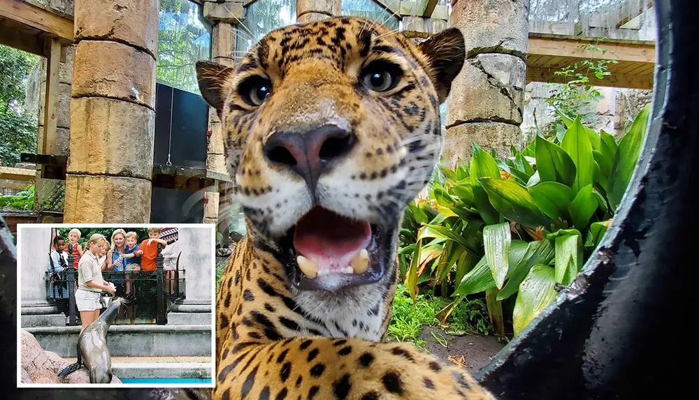 A close-up of a leopard with its mouth open is shown in a zoo setting with an inset of people watching a sea lion performance