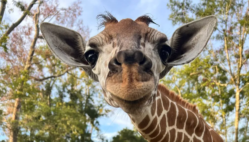 A close-up of a curious giraffe with trees and blue sky in the background