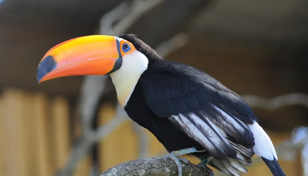 A toucan with a vibrant orange beak and black and white feathers is perched on a branch