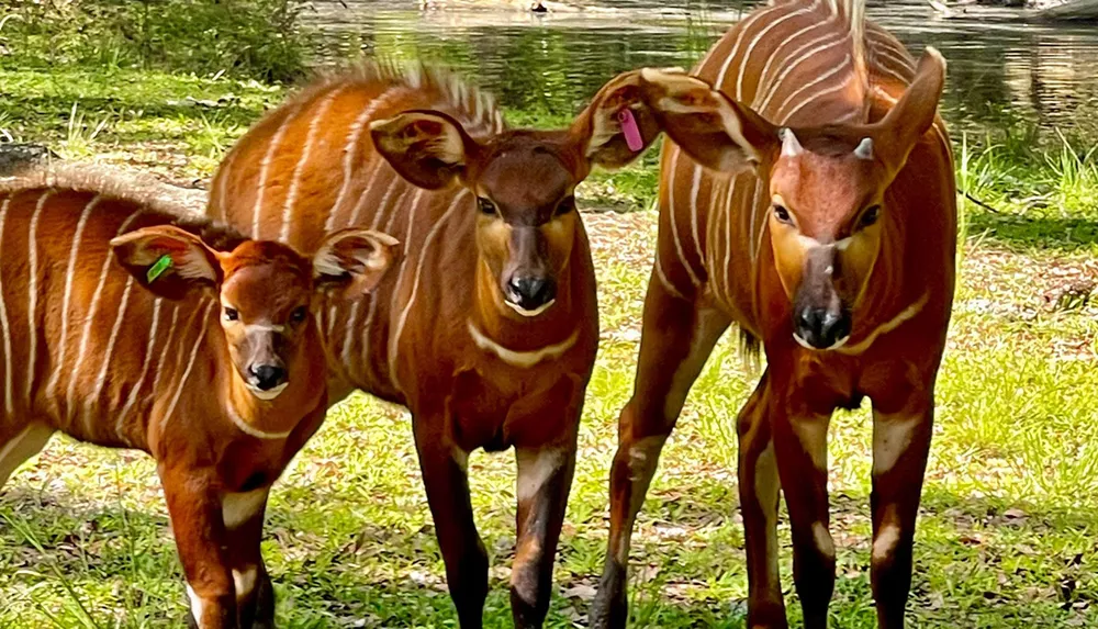 Three bongo antelopes stand closely together on a grassy area near a body of water