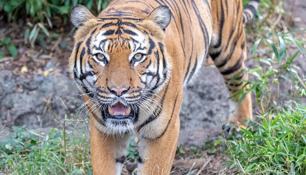 A tiger is walking through a grassy area staring forward with its mouth slightly open