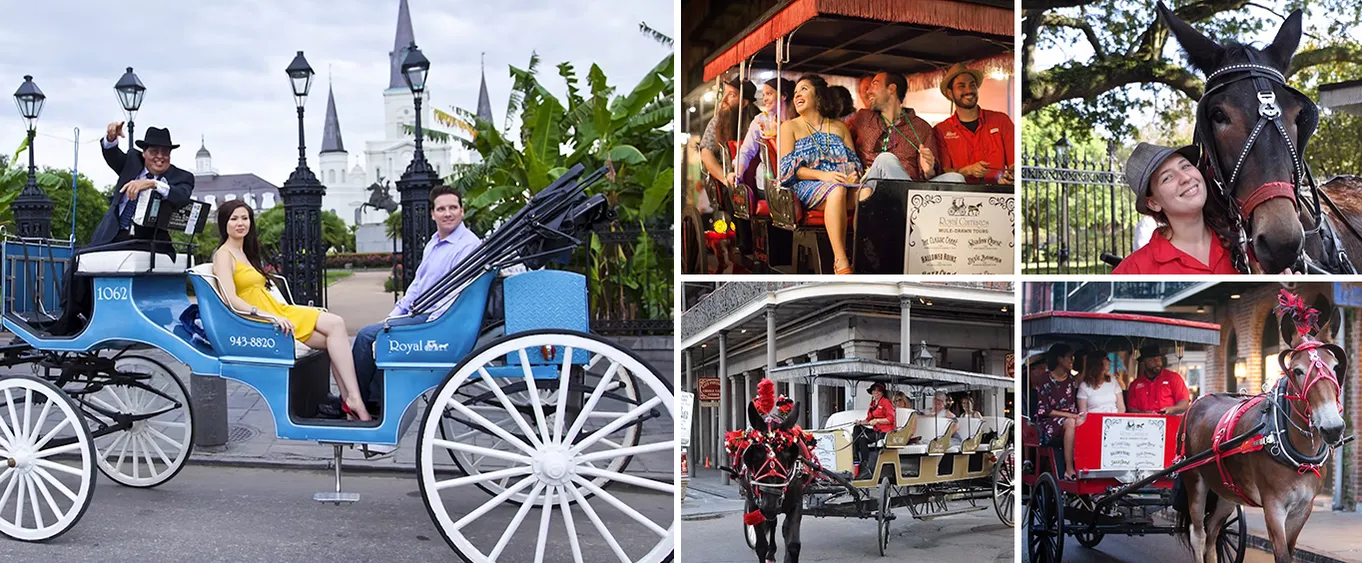 French Quarter by Mule Drawn Carriage: 60-Minute Tour