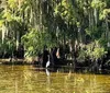 Two people are observing alligators from a boat on a sunny day