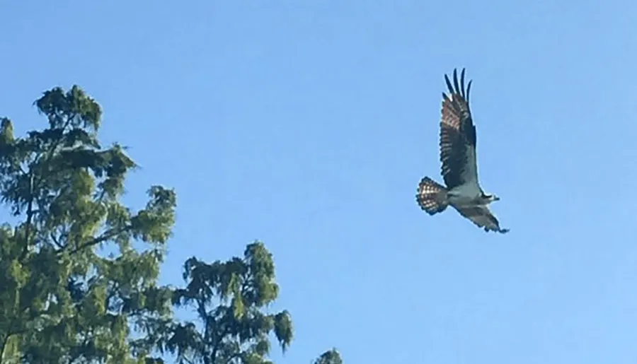 An Osprey is captured mid-flight with its wings spread wide against a clear blue sky, above the green canopy of trees.