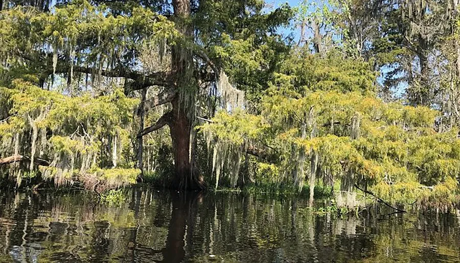 The image shows a serene swamp landscape with Spanish moss draping from the branches of a large tree reflecting in the still water.