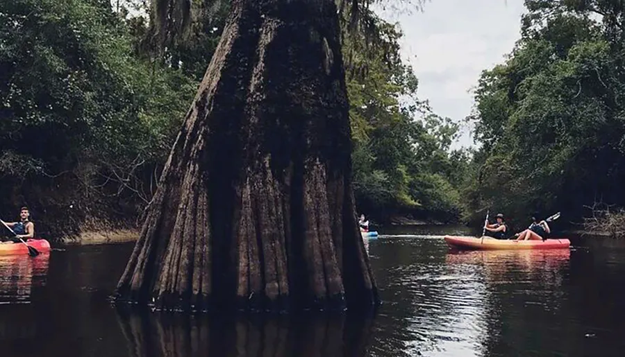 People are kayaking near a large tree with a thick trunk in a calm, forest-lined river.