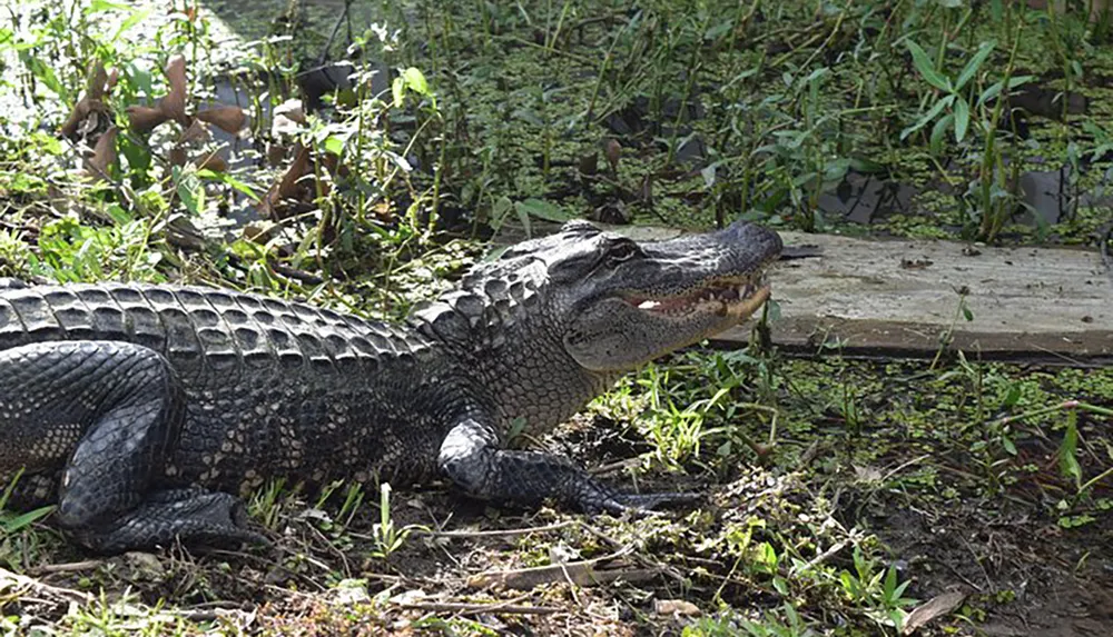 An alligator is basking in the sun amidst grass and vegetation with its mouth slightly open displaying its teeth