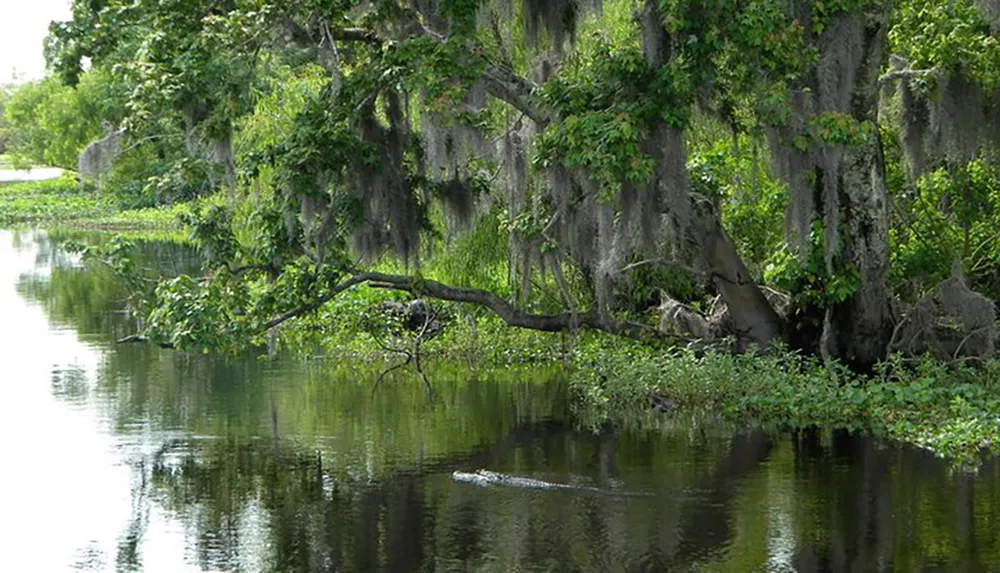 The image shows a tranquil swamp with dense greenery and Spanish moss hanging from tree branches reflecting on the still water