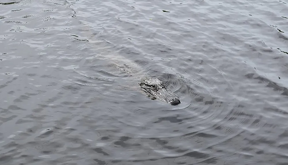 An alligator is partially submerged in water with only its head visible above the surface