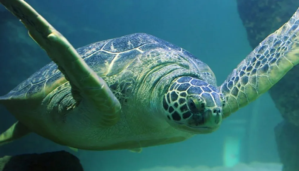 A sea turtle is swimming underwater with flippers extended looking towards the camera