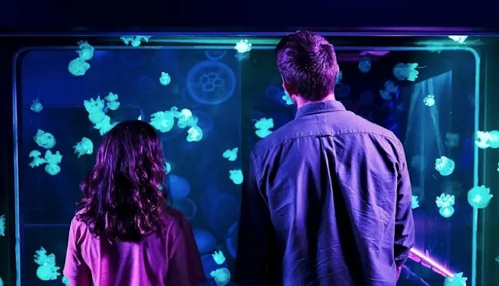 Two people are observing glowing jellyfish in an aquarium