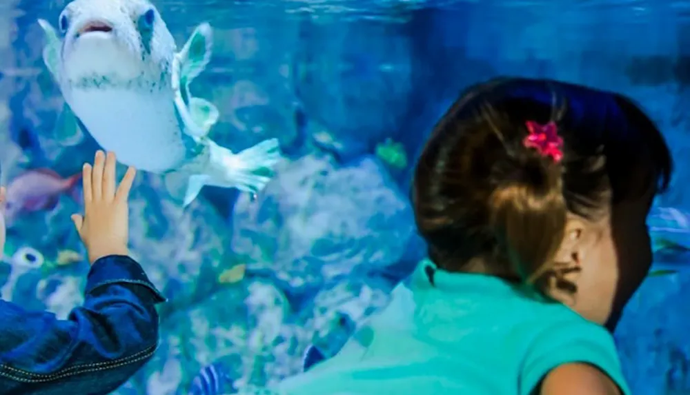 A child is reaching out towards a pufferfish that seems to be pressing against the glass of an aquarium