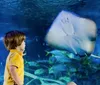 A child in a yellow shirt is watching a stingray swim by in an aquarium