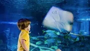 A child in a yellow shirt is watching a stingray swim by in an aquarium.