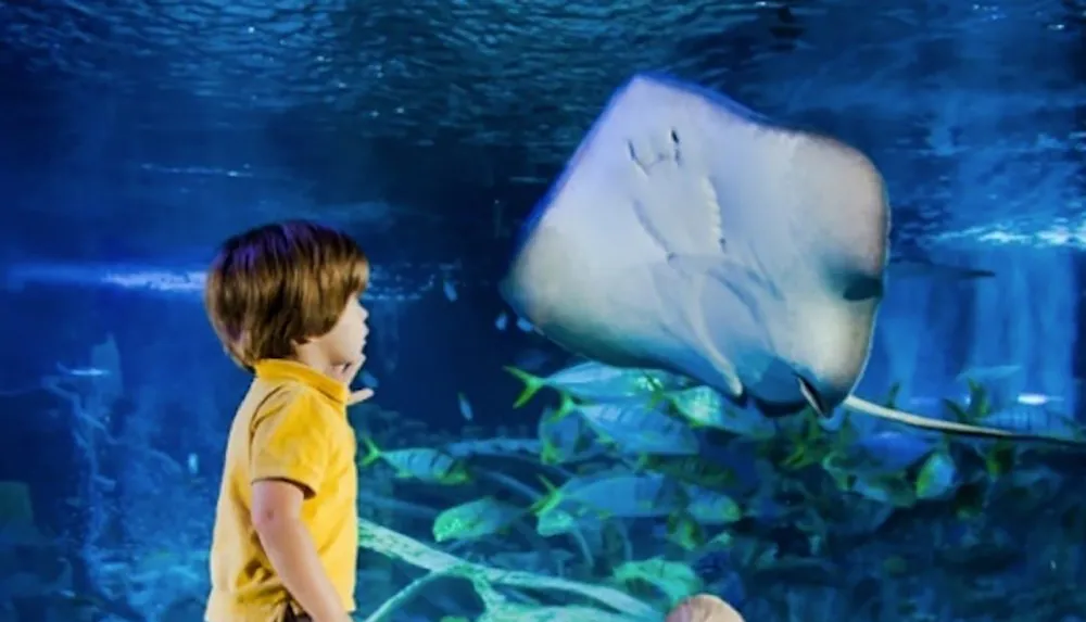 A child in a yellow shirt is watching a stingray swim by in an aquarium