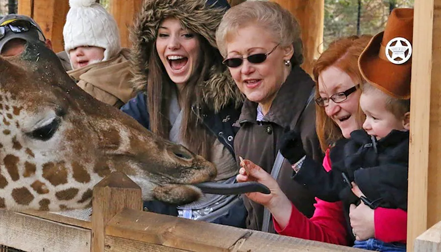 A group of people, including a child and a smiling woman, are happily feeding and interacting with a giraffe at a zoo.