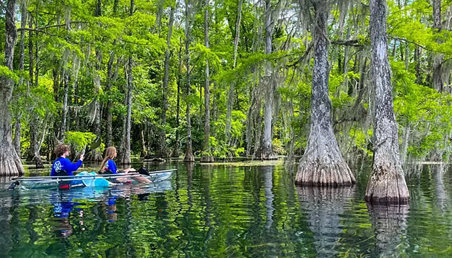 Two people are kayaking through a serene, cypress tree-filled swamp with clear water reflecting the surrounding greenery.