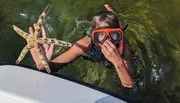 A person wearing a snorkeling mask emerges from the water holding a large starfish near the side of a boat.