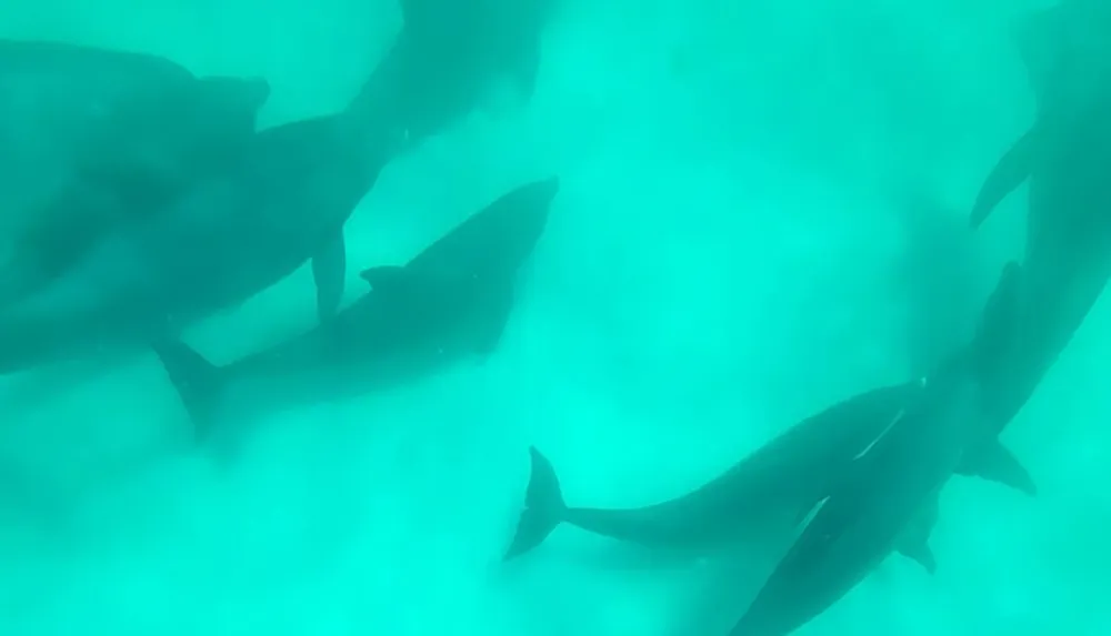 The image shows a group of dolphins swimming underwater captured in a serene blue-green aquatic environment