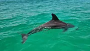 A dolphin glides just beneath the surface of clear, greenish waters.