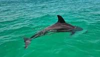 4 Hour Eco Dolphin Tour in Pa...