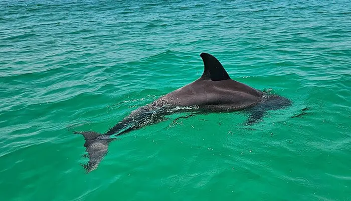 4 Hour Eco Dolphin Tour in Panama Photo