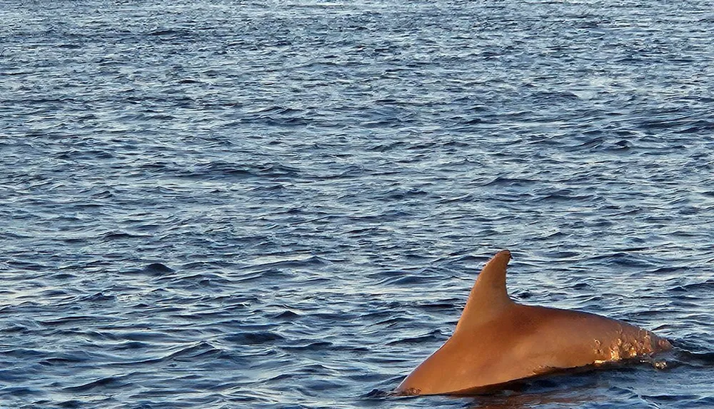 A dorsal fin emerges above the waters surface hinting at the presence of a marine animal in the ocean