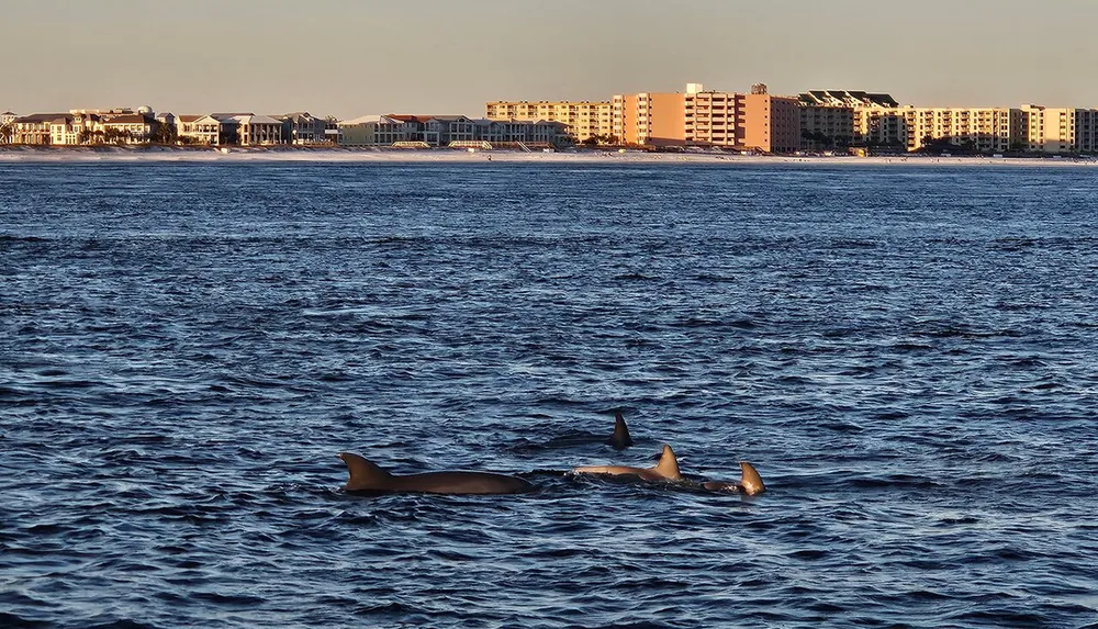 A pod of dolphins swims in the ocean against the backdrop of a coastal town under a clear sky at sunset