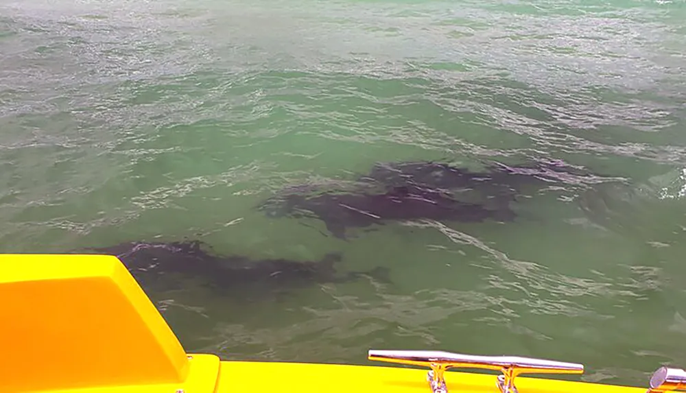 The image shows a large dark shape under the surface of greenish water viewed from the edge of a yellow boat