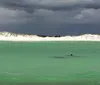 A dolphin swims near the shore of a beach under a stormy sky