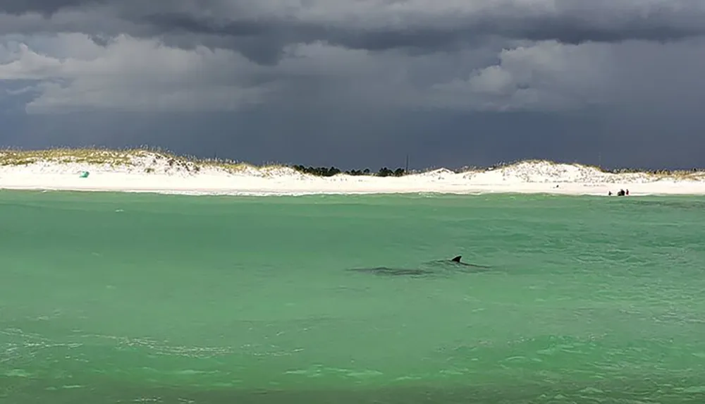 A dolphin swims near the shore of a beach under a stormy sky