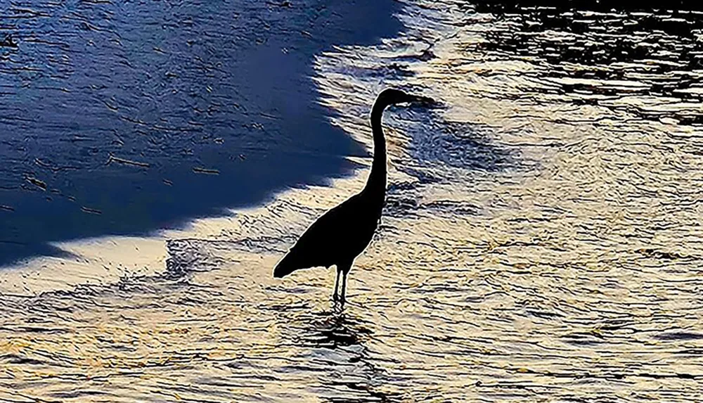 A silhouette of a heron stands in shallow water with sunlight reflecting off the ripples