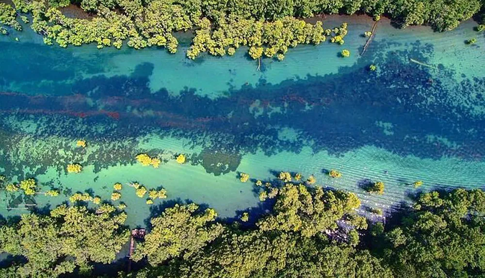 An aerial view of a lush green landscape intersected by a winding river with clear waters revealing the underwater environment