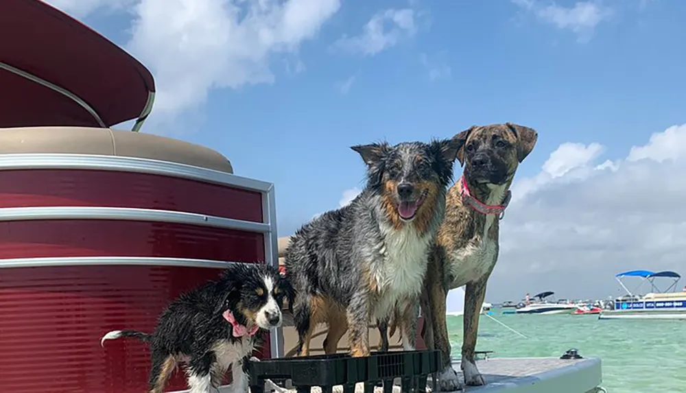 Three wet happy dogs are standing on a boat with blue skies and other boats visible in the background