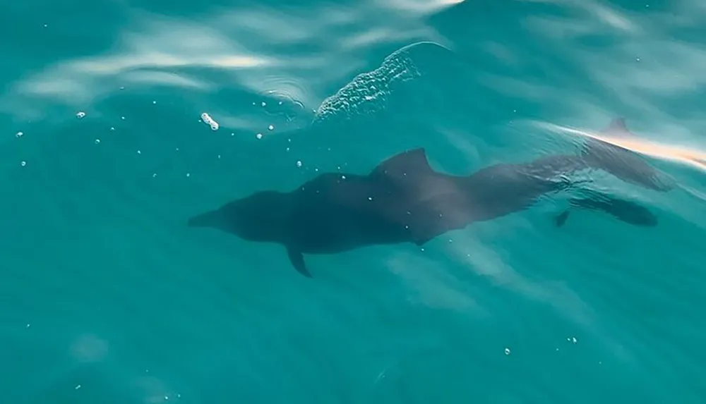 The image shows a dolphin swimming gracefully under the waters surface with light reflecting through the blue ocean water