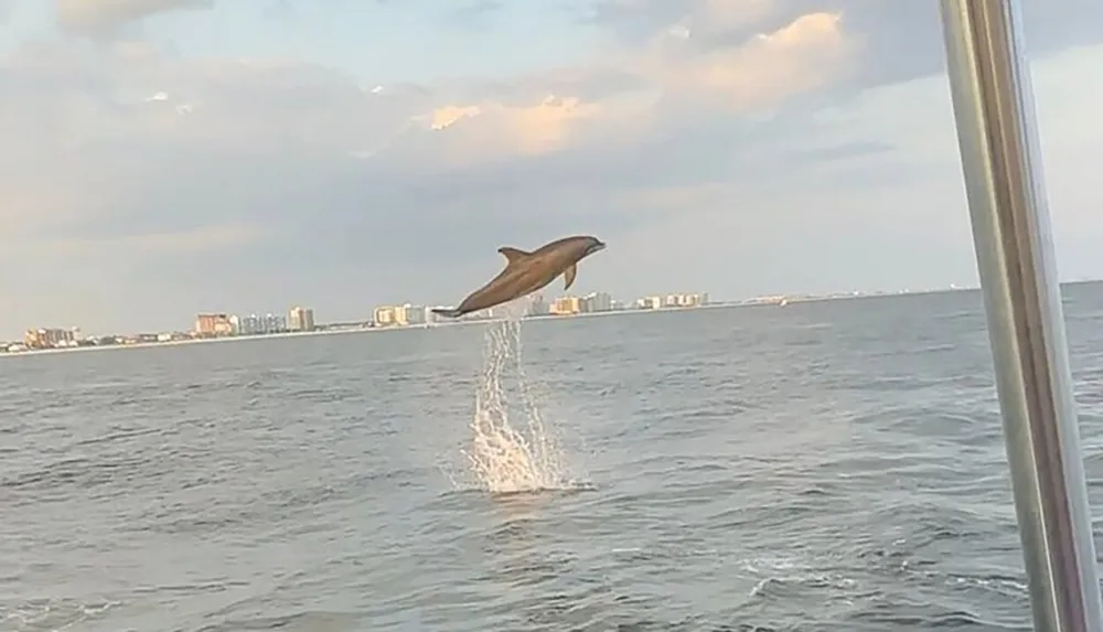 A dolphin is leaping out of the ocean creating a splash with a coastline and buildings visible in the background