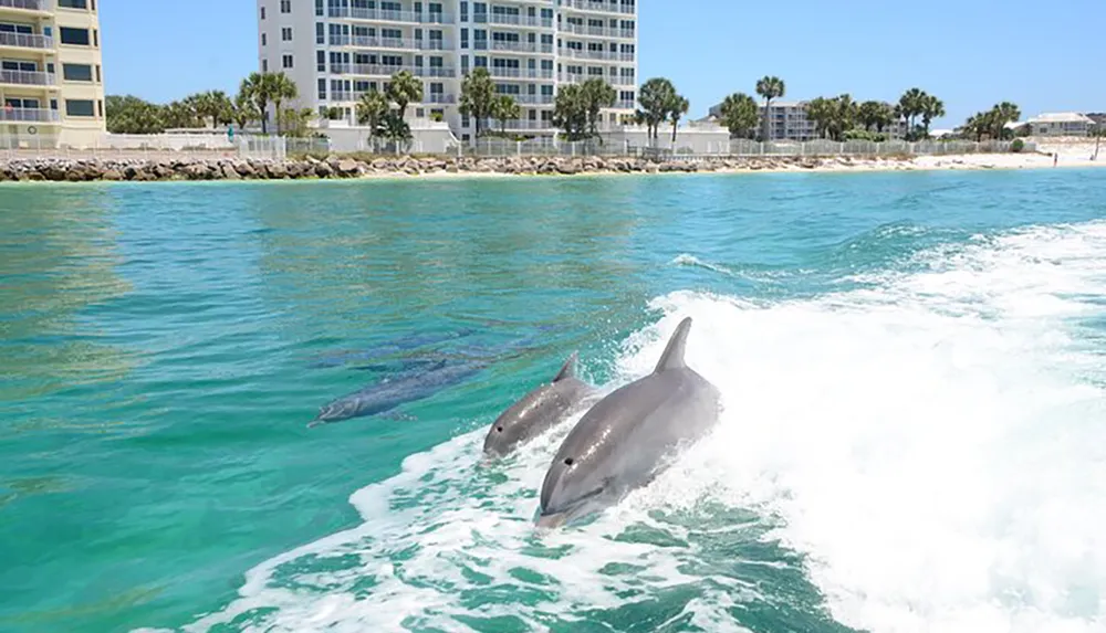 Two dolphins are swimming near the surface of the water close to a boats wake with a backdrop of a coastal cityscape