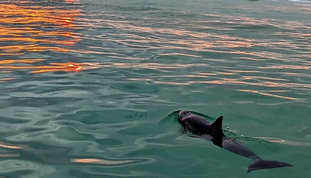 A shark is swimming near the surface of the ocean water with the sunlight reflecting off the waves in the background