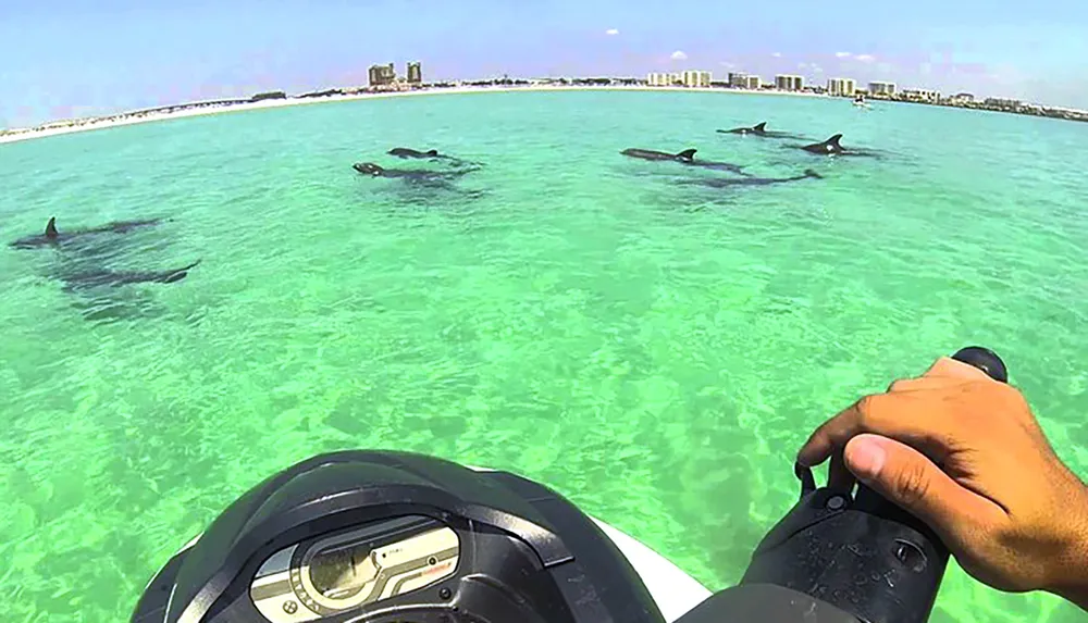 A person on a personal watercraft is observing a group of dolphins swimming in clear shallow waters near a coastline with buildings in the distance