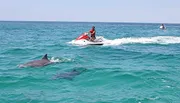 Two people on jet skis ride across the ocean near a pair of dolphins on a sunny day.