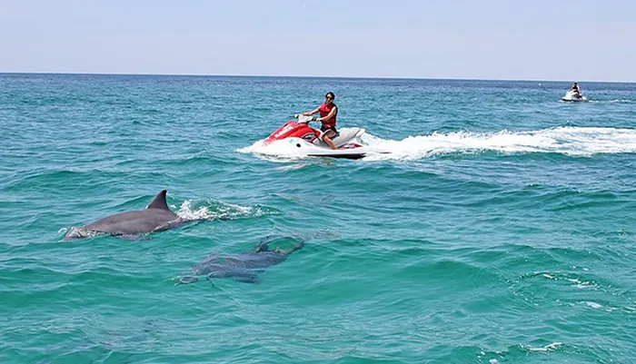 Waverunner Dolphin Tour Photo