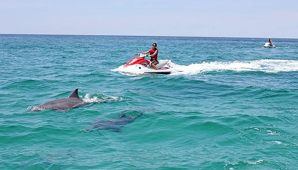 Two people on jet skis ride across the ocean near a pair of dolphins on a sunny day